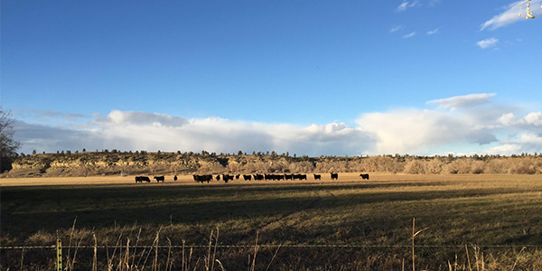 Native Pastureland Regeneration
